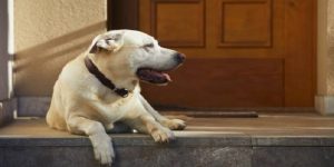 Benarkah Malaikat Tidak Masuk Rumah yang Ada Anjing? Begini Penjelasannya dalam Islam